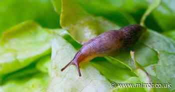 Gardening expert reveals how to get rid of slugs for good in winter