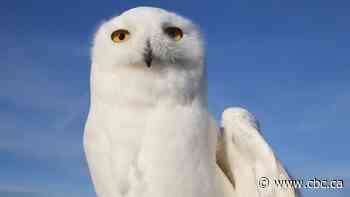 Snowy owls soaring across southern Alberta skies