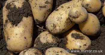 Gardening expert's 'absolute best' way to store potatoes so they last for months