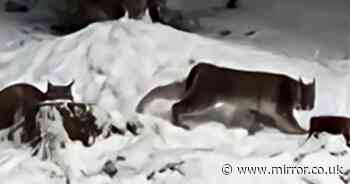 'I came face-to-face with two big cats on the loose in Scotland - one thing shocked me'