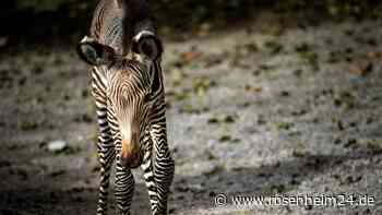 Lange gekämpft und doch verloren: Trauriger Verlust von jungem Grevy-Zebra