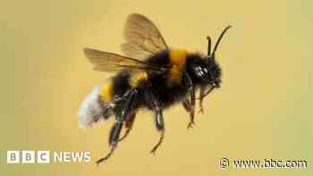 Bumblebees winter nest-building 'due to climate'