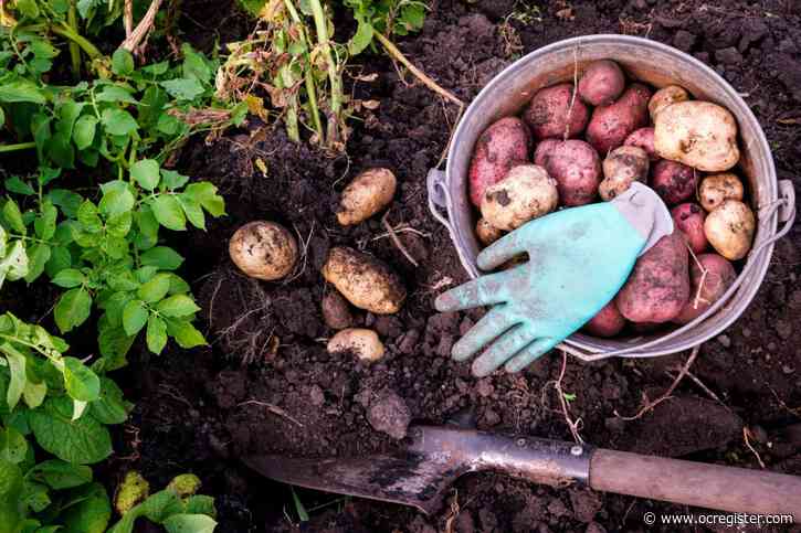 Plant potatoes and poinsettia in the garden this week, plus more tips