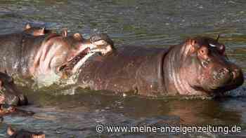 Unterernährung ist Grund für Hippo-Sterben in Simbabwe