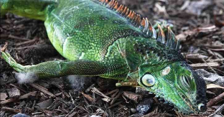 People in Florida have been warned about iguanas falling from the sky