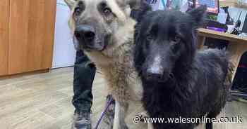 Fury as 'petrified' dogs 'in the worst condition' dumped on freezing mountainside