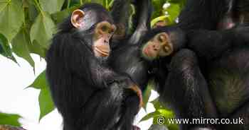 Chimpanzees have 'genetically adapted' to resist deadly disease in 'significant' finding for humans