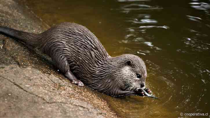 Hallazgos genéticos afirman presencia de una nutria euroasiática excepcional en Hong Kong