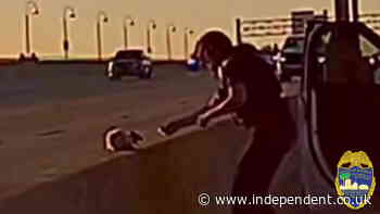 Cat stuck in middle of busy Florida interstate highway rescued by police officers