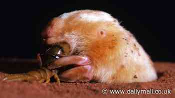 World-first study reveals the mysteries of the desert-dwelling marsupial mole