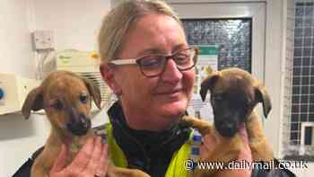 Puppies returned to their family after seven were stolen in burglary at Christmas - but two are still missing