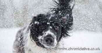 Dog trainer said one breed 'rarely make good pets' and especially around children