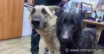 Outrage as 'petrified' dogs in 'worst condition' dumped on freezing mountainside