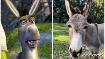 Beloved donkey who was animation model for Shrek has died at the age of 30