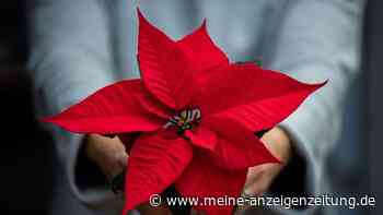 Weihnachtsstern, Amaryllis und Co: Tipps zum Übersommern