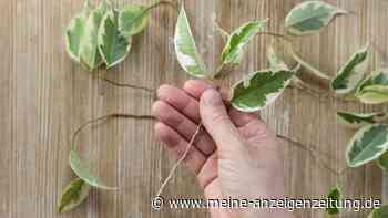 Ficus kinderleicht vermehren – mit dieser Methode haben Sie in vier Wochen ein neues Bäumchen