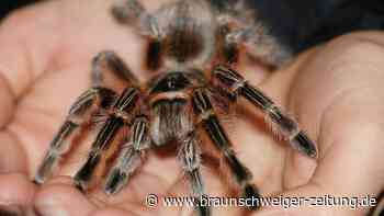 Gegen die Panik – hier können Sie Tarantula & Co. in Vechelde streicheln