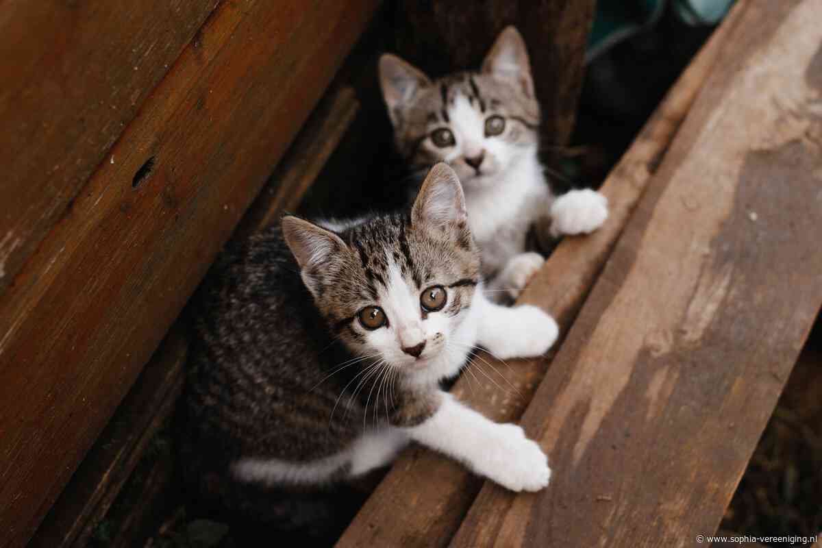 Wat wij samen hebben bereikt voor de dieren in 2024