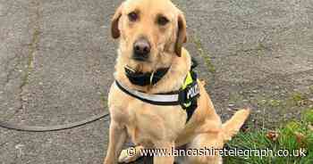 Police dog who didn't feel like working 'retires'