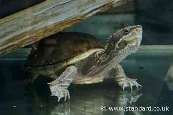 Elon the musk turtle rehomed by RSPCA after record 1,579 days