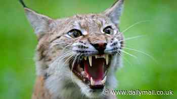 Two MORE lynx have been spotted roaming wild in the Highlands