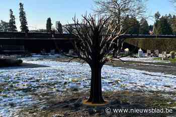 Koesterboom siert nieuwe koesterplek op Mechelse begraafplaats: “Meer tastbare plaats om kindjes te herdenken”