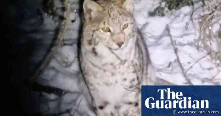 Two more lynx spotted in Scottish Highland woods after pair captured