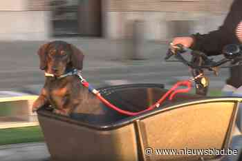 Primeur: Antwerpse teckel Sir Jerom d’Anvers als eerste hond genomineerd voor een Jamie