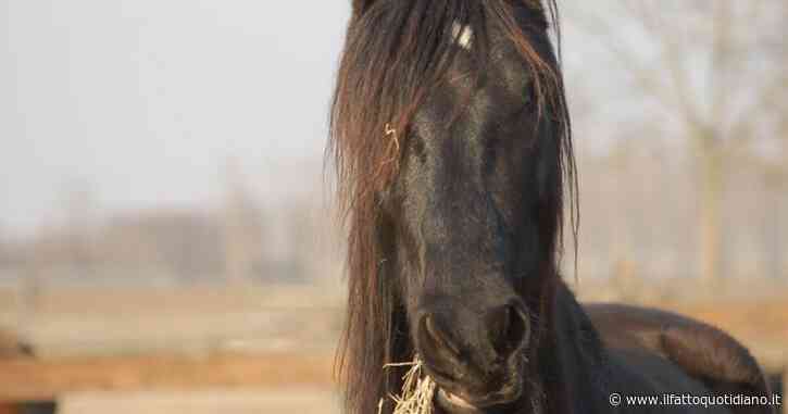 Orrore in fattoria: uomo accusato di aver fatto sesso con una cavalla. L’avvocato: “Per ora non conferma né smentisce”