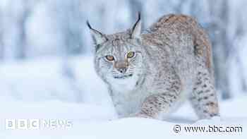 Two more lynx spotted in the Highlands, a day after others recaptured