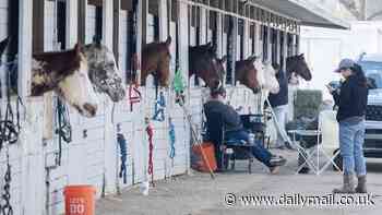 Equestrian center becomes safe haven for more than 300 horses and donkeys as Los Angeles wildfires blaze on