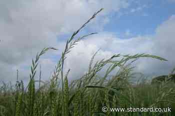 Weed resistant to key herbicide glyphosate found in UK for first time