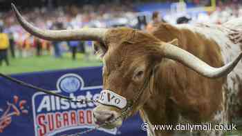 PETA urges SEC to ban Texas' beloved longhorn mascot Bevo from attending Cotton Bowl vs. Ohio State