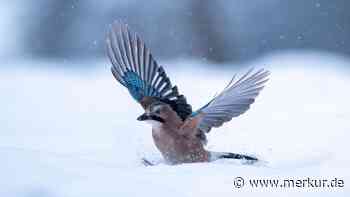 Die „Stunde der Wintervögel“ schlägt: So kann man mitmachen