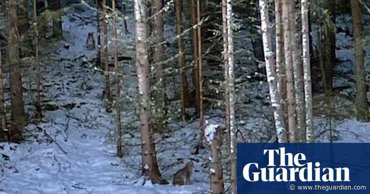 Fears of ‘rogue rewilding’ in Scottish Highlands after further Lynx sightings