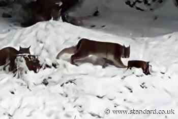 Captured lynx had been tamed and are used to humans, says expert