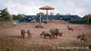 Horror at British zoo after rhino kills zebra in front of terrified children