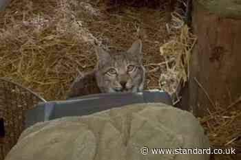 Letting lynx loose in Highlands was ‘highly irresponsible’, conservationist says