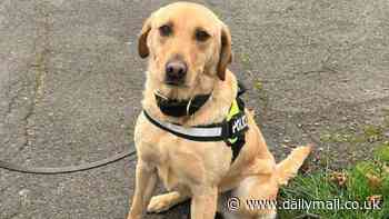 'Workshy' police dog who was reluctant to hunt down criminals is retired at just two years old