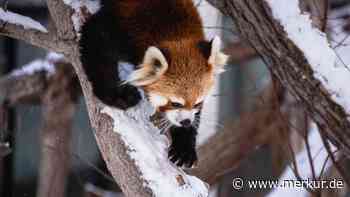 Rote Pandas auf Abwegen: Schnee ermöglicht Ausbruch aus dem Zoo