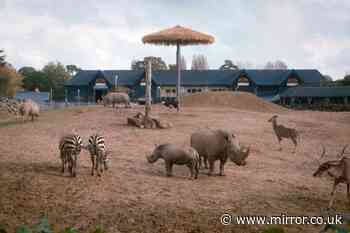 Horrifying scenes at Colchester Zoo as rhino kills zebra in front of terrified kids