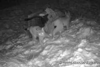 Two remaining ‘deliberately abandoned’ lynx roaming Highlands captured safely