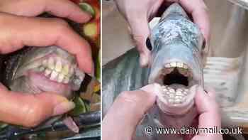 Fish with 'human teeth' makes a splash as seafood find goes viral