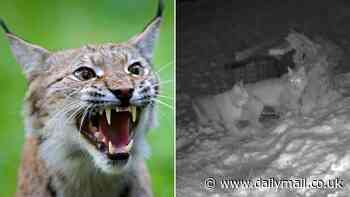 Two more lynx captured in the Highlands, so who IS letting them loose...and just how many are on the prowl?