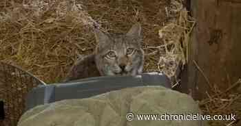 Two remaining 'deliberately abandoned' lynx in Scottish Highlands captured