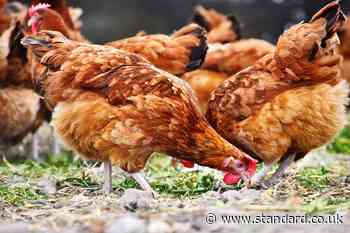 Scotland’s chief vet officer confirms bird flu outbreak in Angus