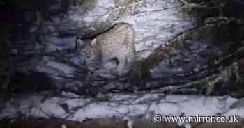 Two more lynx captured in Scottish Highlands as big cats moved to Edinburgh Zoo for quarantine