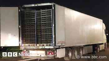 Seven people found in lorry among cucumbers