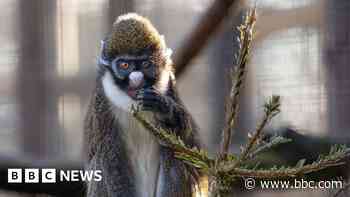 Old Christmas trees enrich lives of zoo's animals