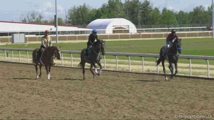 U of C veterinary experts to research how to prevent injuries and death in racehorses